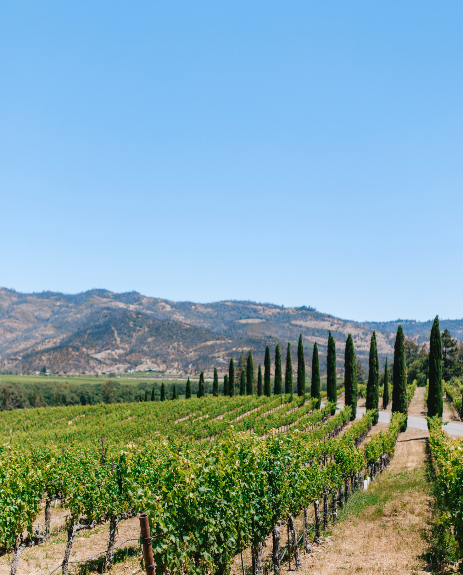 Vineyard with mountains in the background on a sunny day