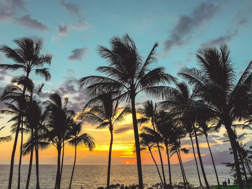 Palm trees with body of water in the background during sunset