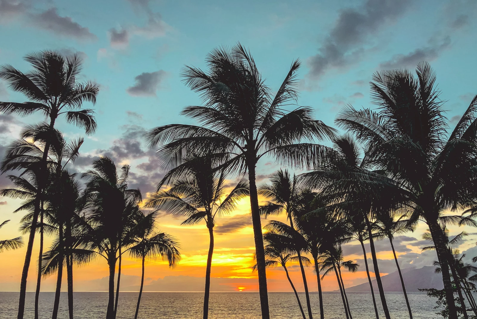 Palm trees with body of water in the background during sunset