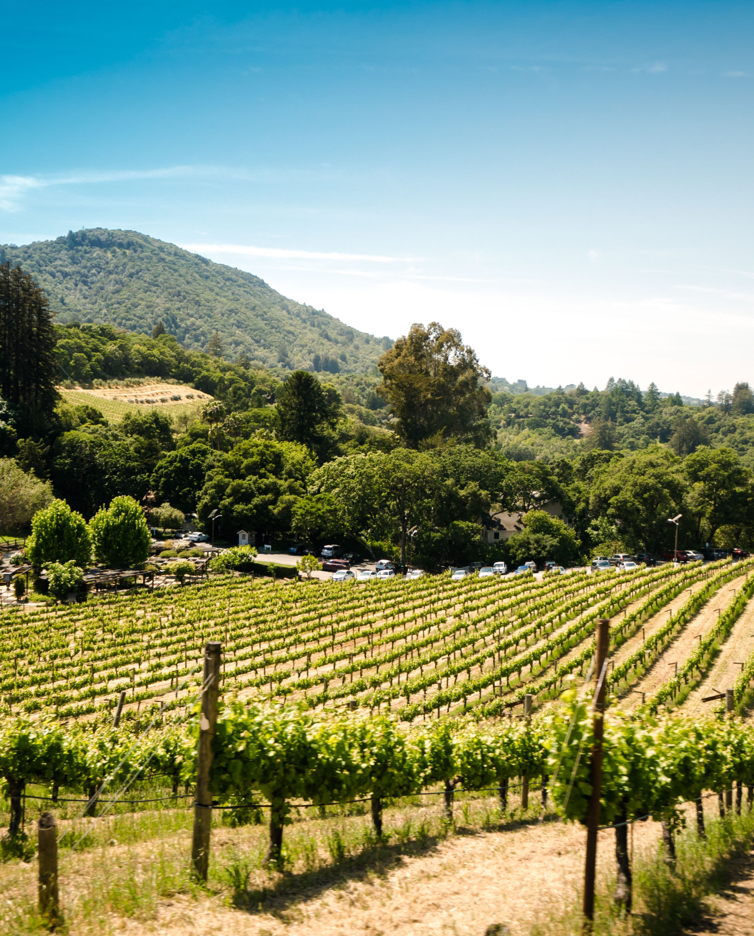 Green vineyard in California with trees and mountains in the background on a sunny day