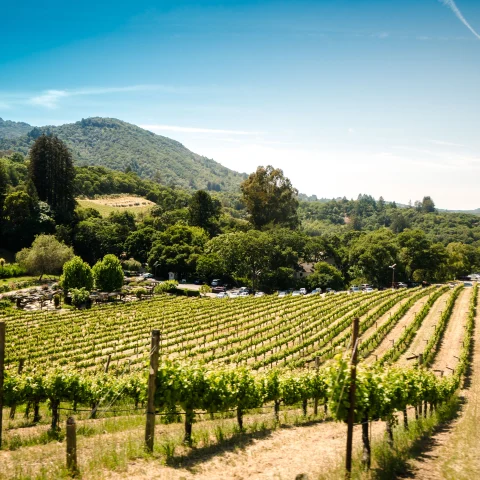 Green vineyard in California with trees and mountains in the background on a sunny day