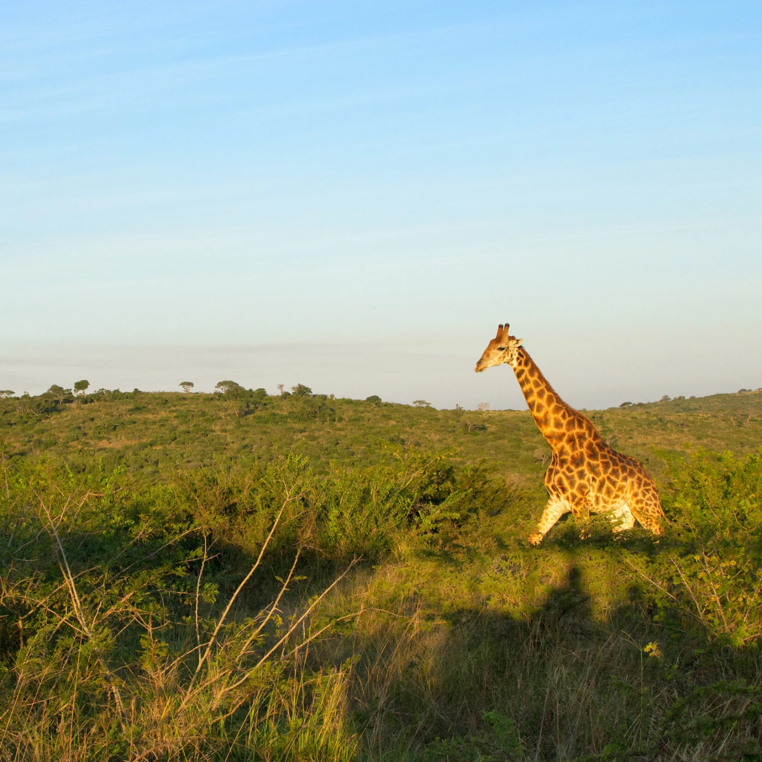 South Africa Giraffe