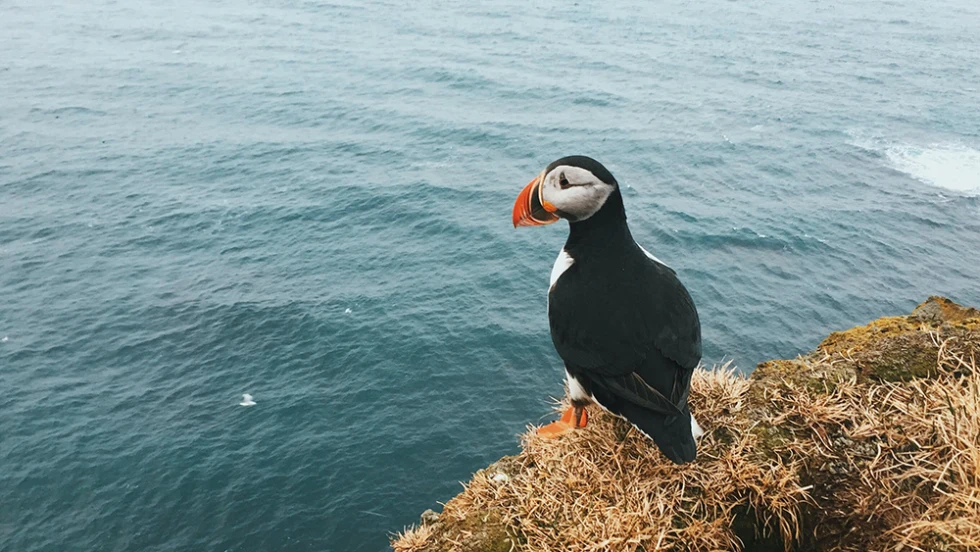 A white, brown and black puffin bird overlooking the ocean in Iceland