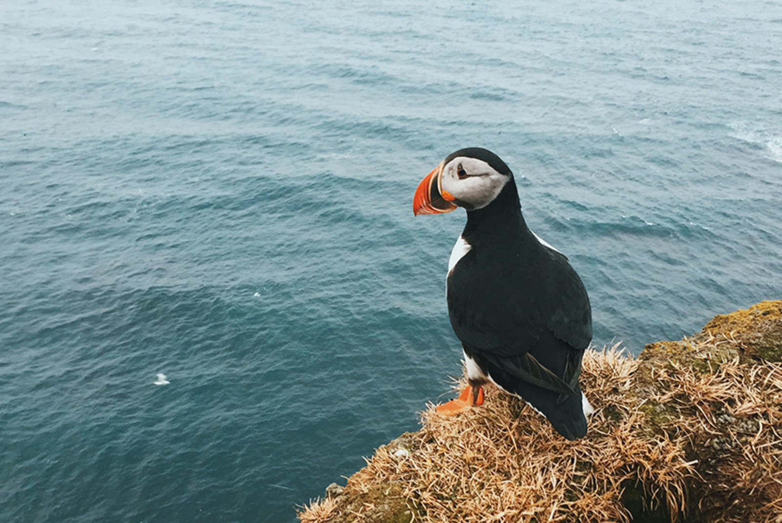 A white, brown and black puffin bird overlooking the ocean in Iceland