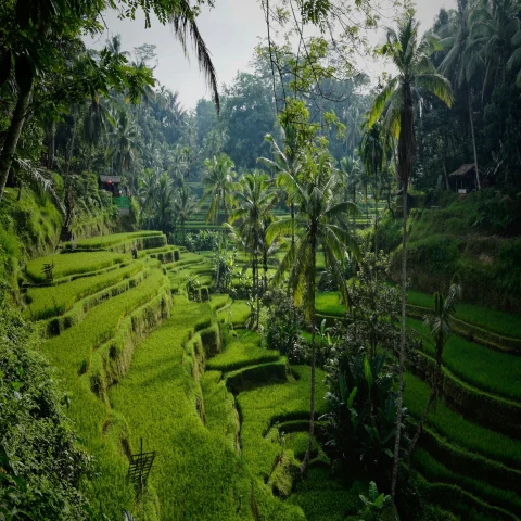 The image displays a terraced rice field, lush with greenery, showcasing traditional agricultural practices in a forested landscape.