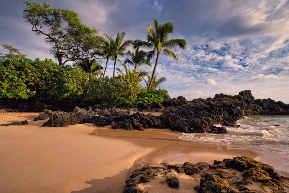 A coastal view with palm trees near the seashore