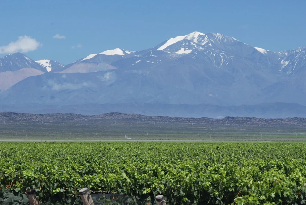 wine vineyards in the snow topped mountains during the day