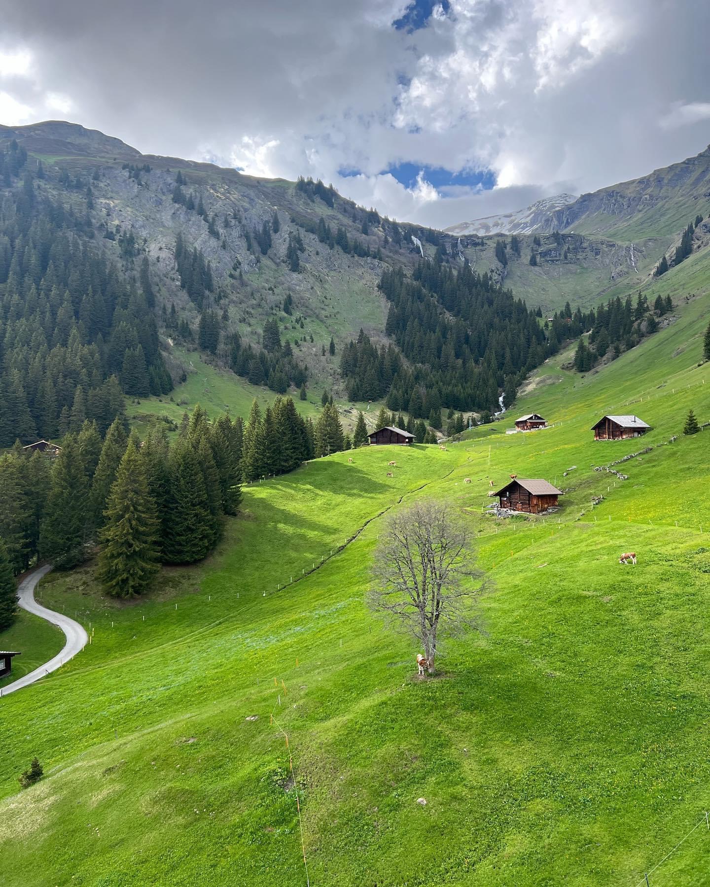 Green hills on a mountain in Switzerland.