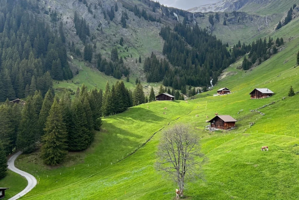 Green hills on a mountain in Switzerland.