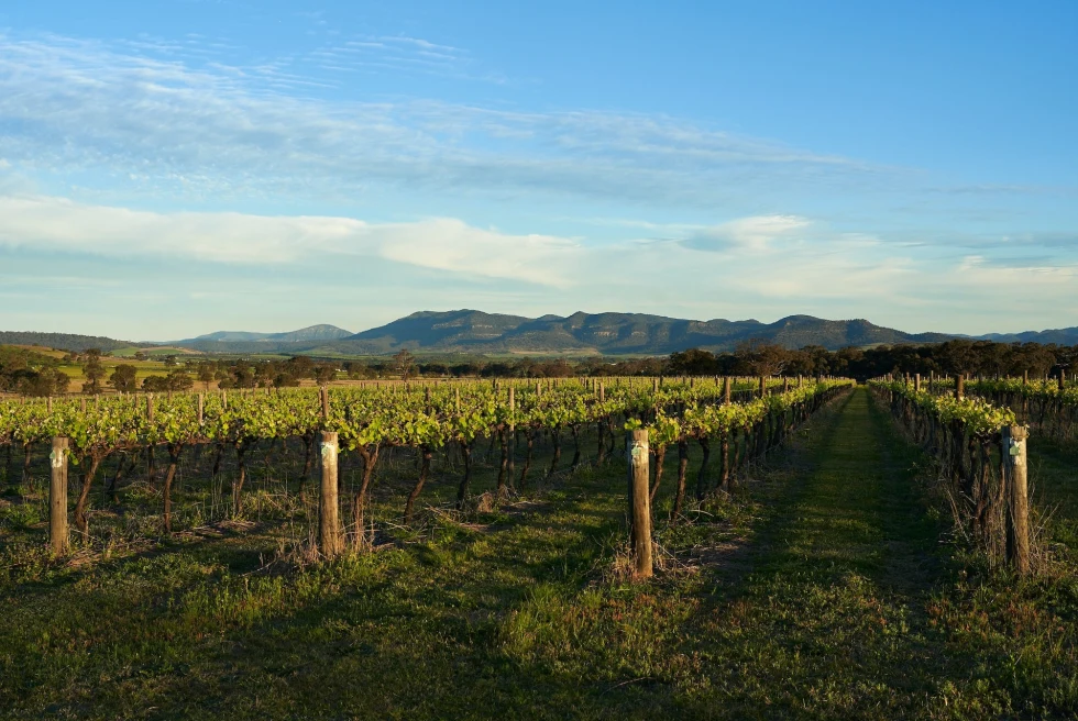 Adelaide wine fields posted by mountains. 