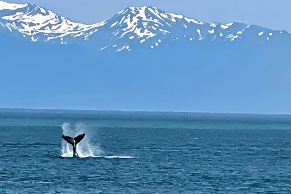 whale tail in the ocean next to the mountains
