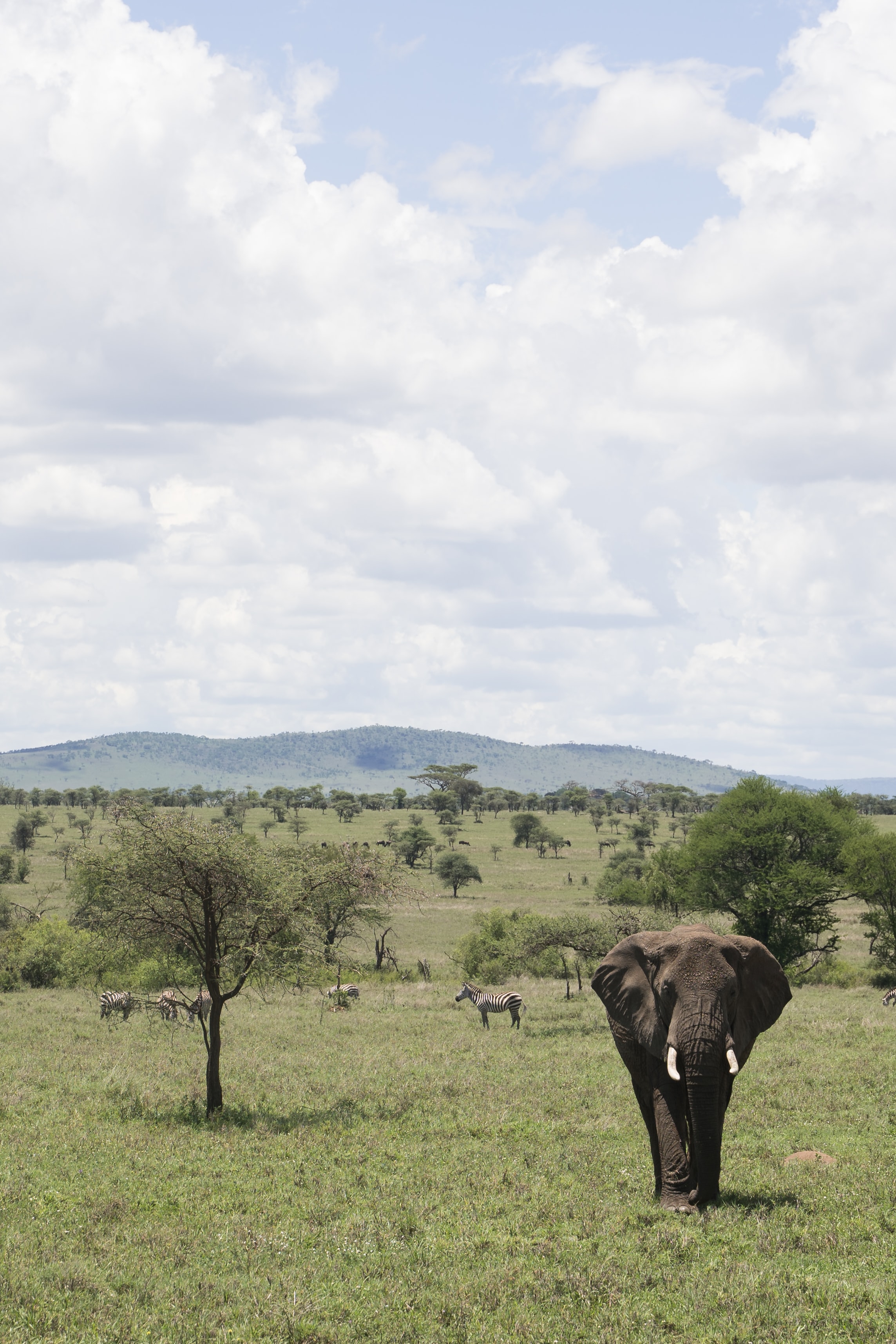 Nyasi Migrational Camp, Serengeti National Park, Tanzania