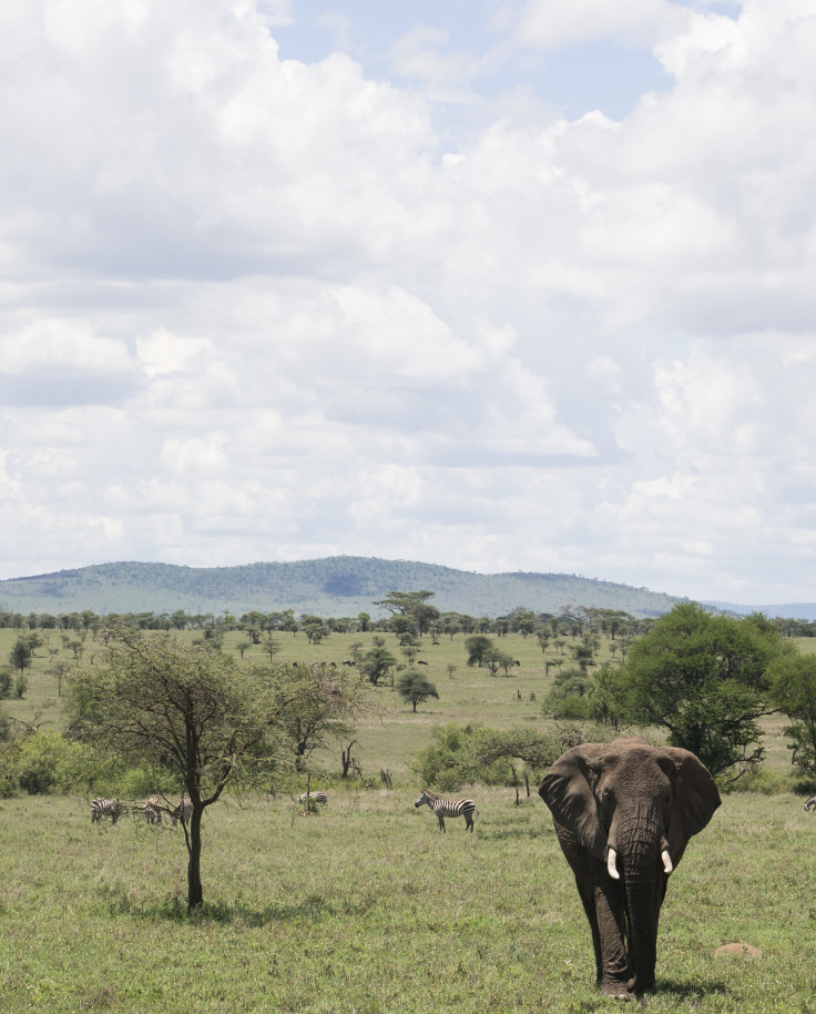 Animals migration on the Serengeti in the Great Migration. 