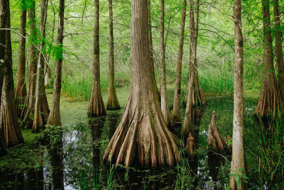 trees in a swamp