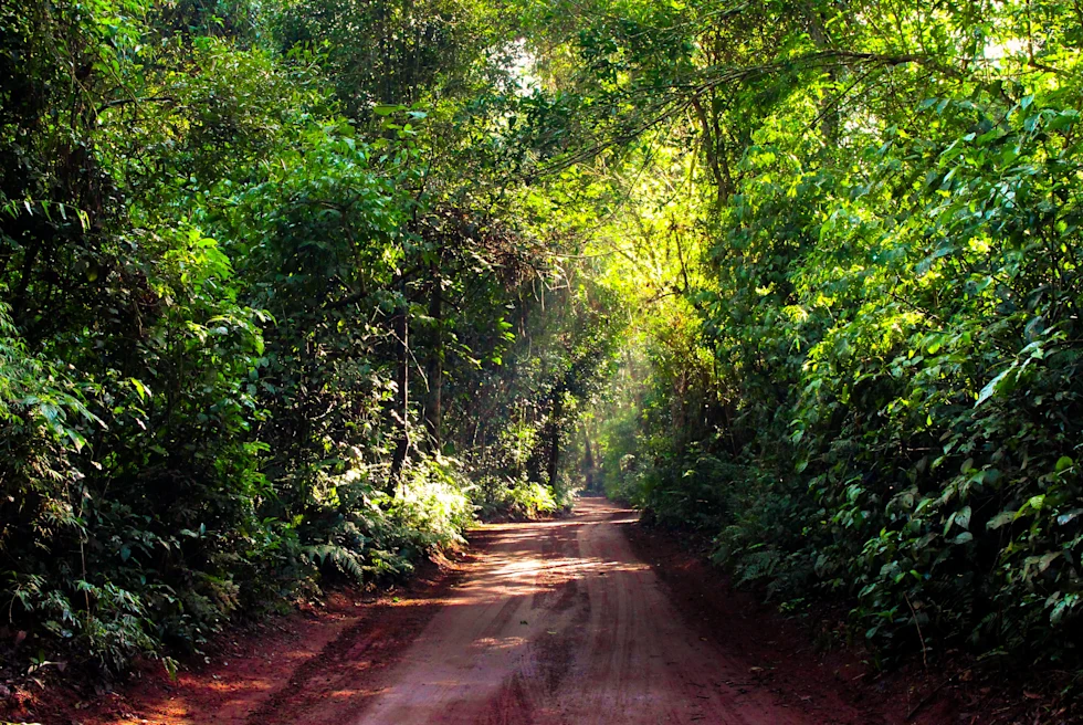 dirt road into jungle with sunlight peaking through lush trees and foliage