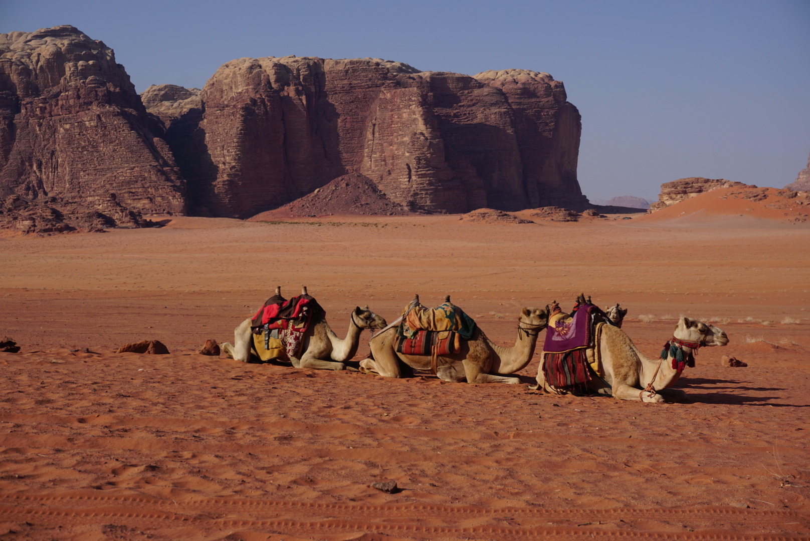 Wadi Rum Camel