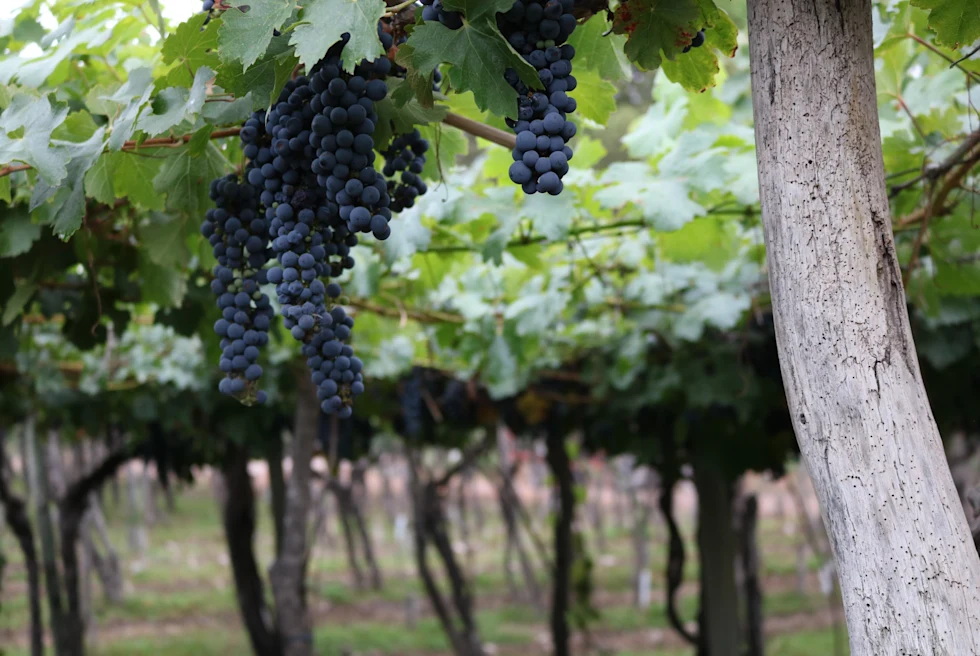 Dark purple grapes hanging off vines with green leaves and tan trunks in Mendoza Argentina.