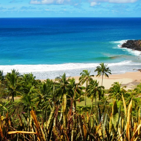 Palm trees next to beach and body of water during daytime