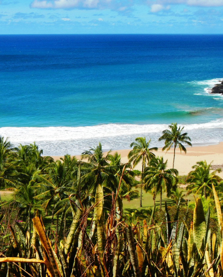 Palm trees next to beach and body of water during daytime