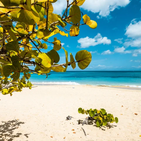 White sand and blue waters on a sunny day in Grenada