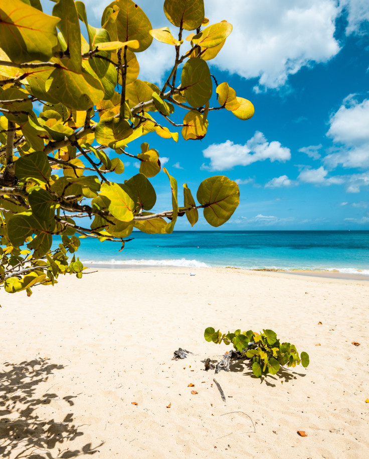 White sand and blue waters on a sunny day in Grenada