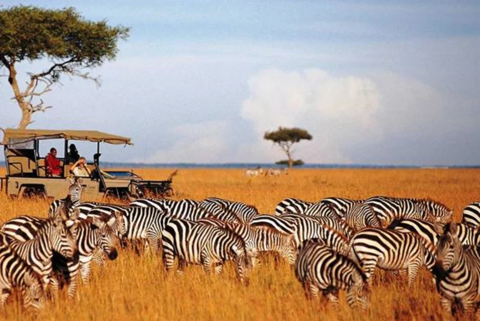 Safari parks with zebras.
