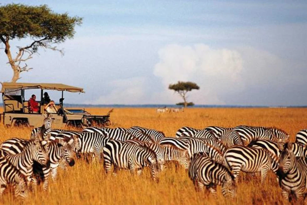 Safari parks with zebras.