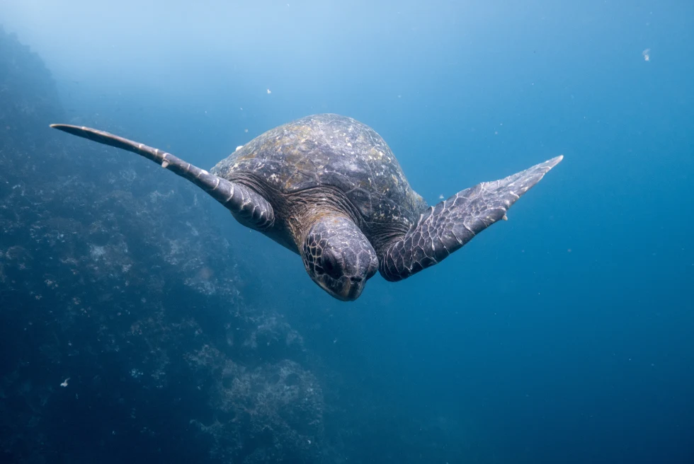 Tortoise swimming in the water