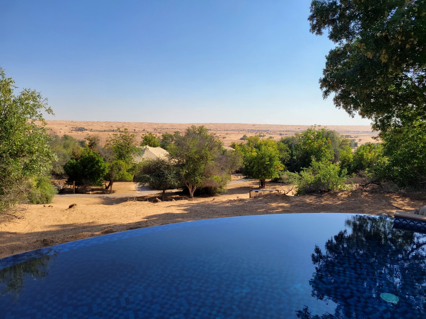 Desert views in the UAE with a blue infinity pool overlooking tan sand and green trees.