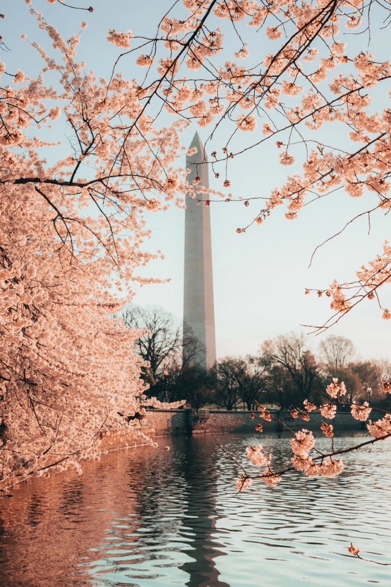 cherry blossoms in front of the National Monument