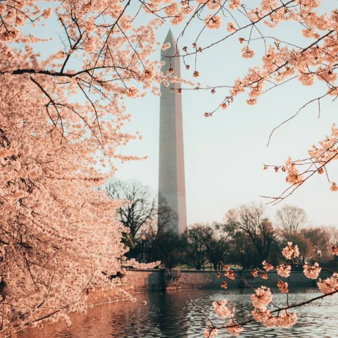 cherry blossoms in front of the National Monument