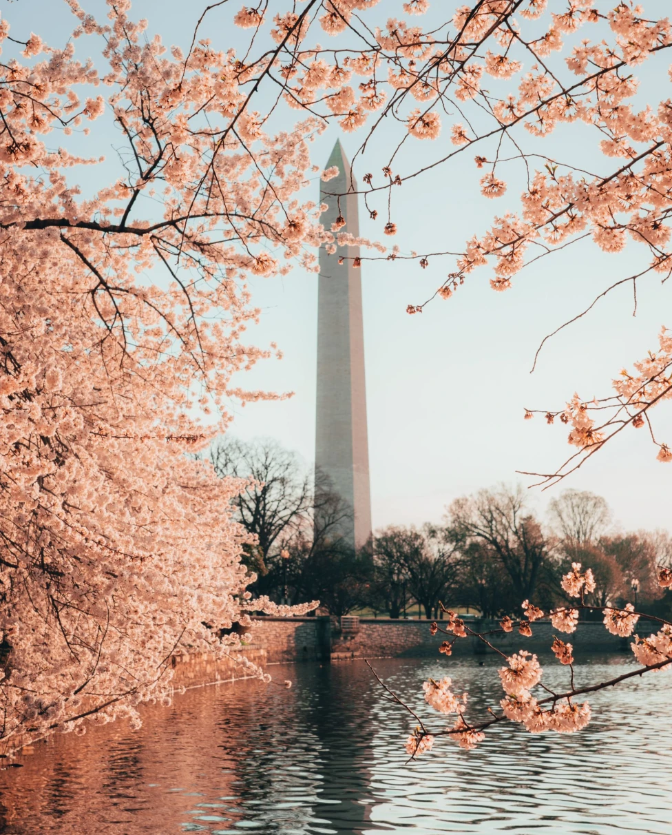 cherry blossoms in front of the National Monument
