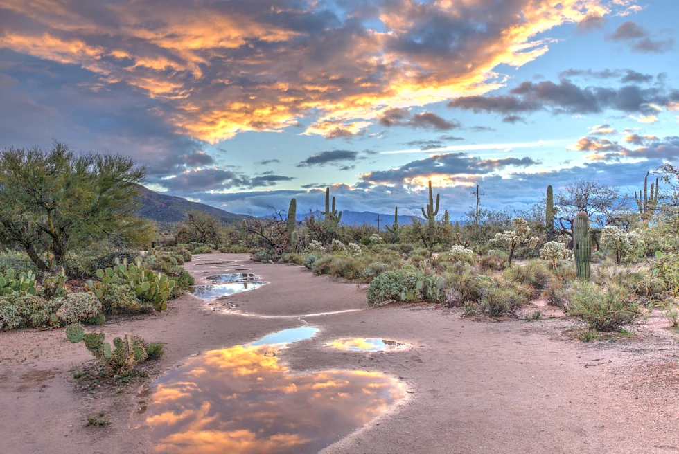 Sabino Canyon in the evening.