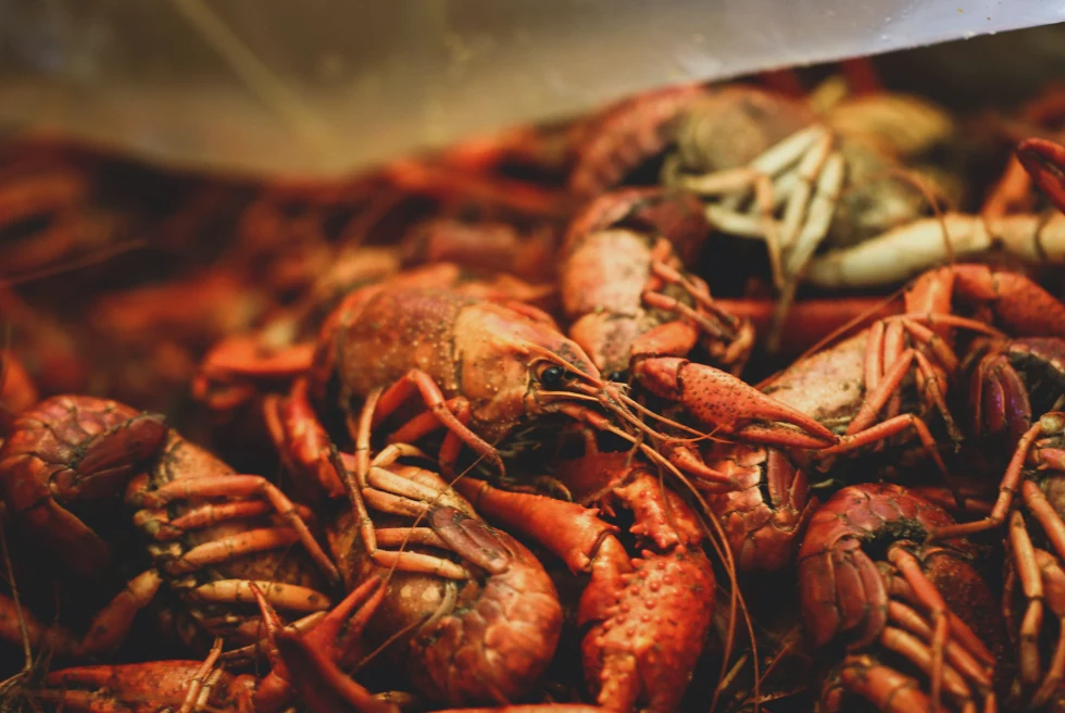 red crawfish boil in new orleans louisiana