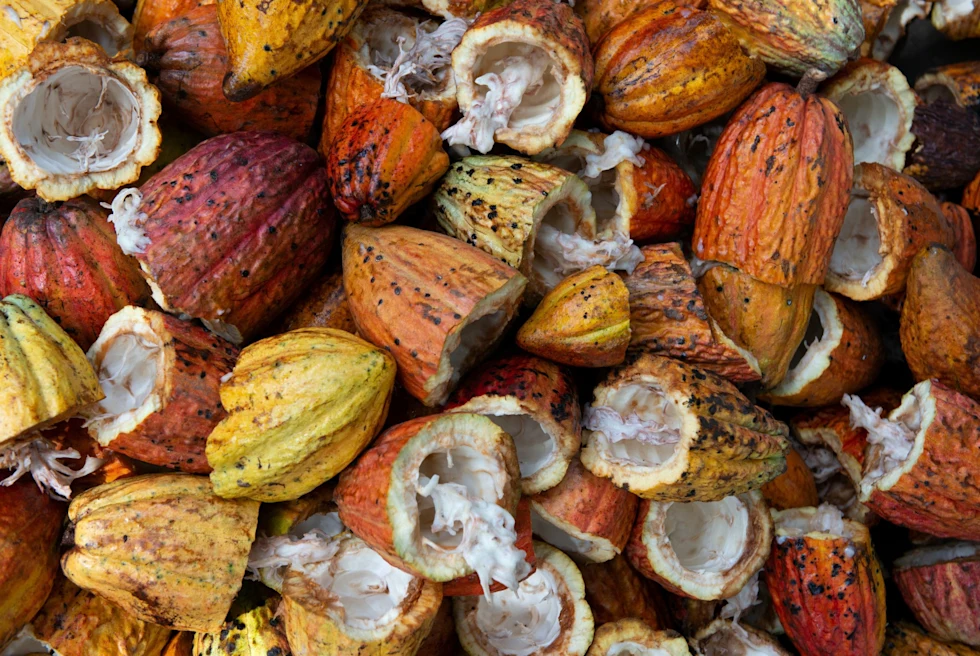 aerial view of halved cacao beans