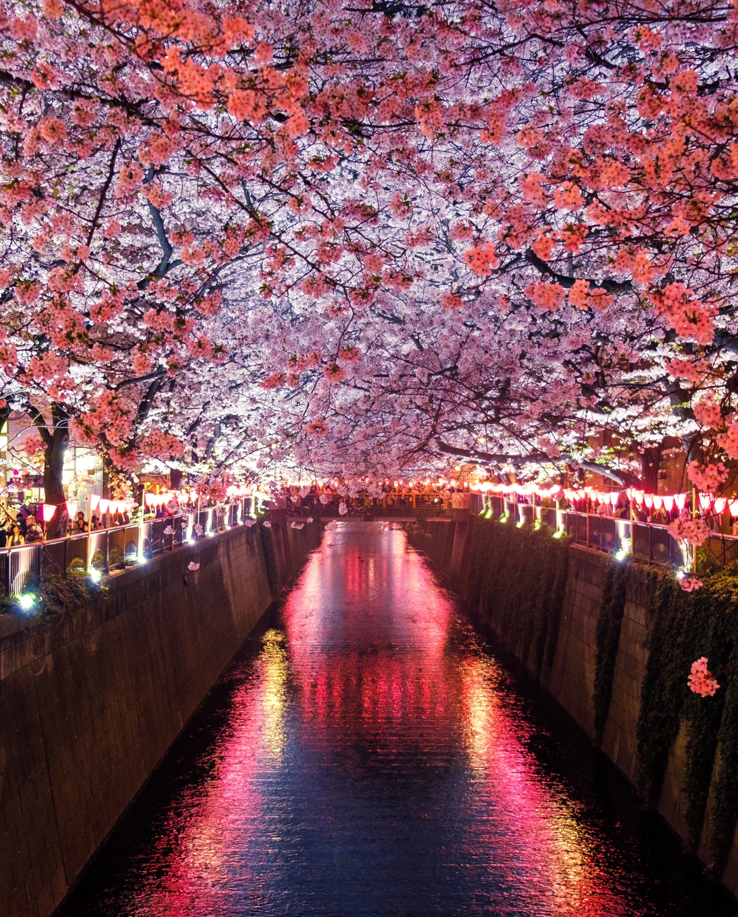 A canal between cherry blossom trees.
