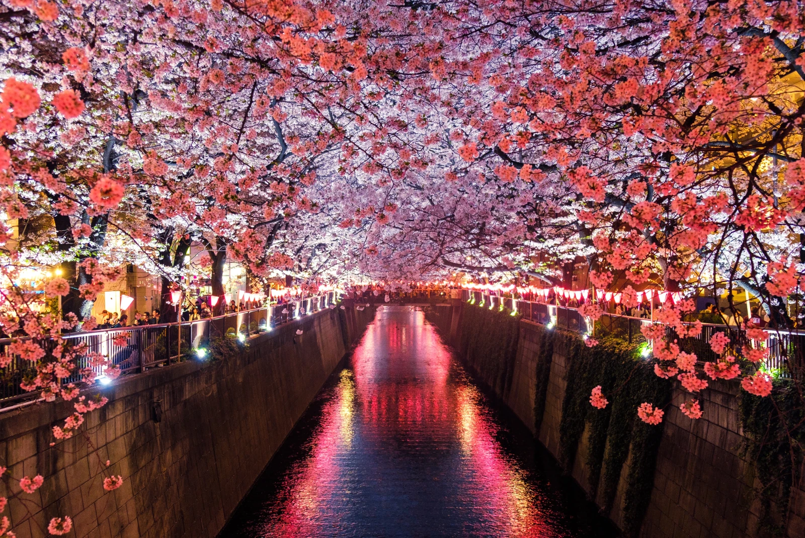 A canal between cherry blossom trees.