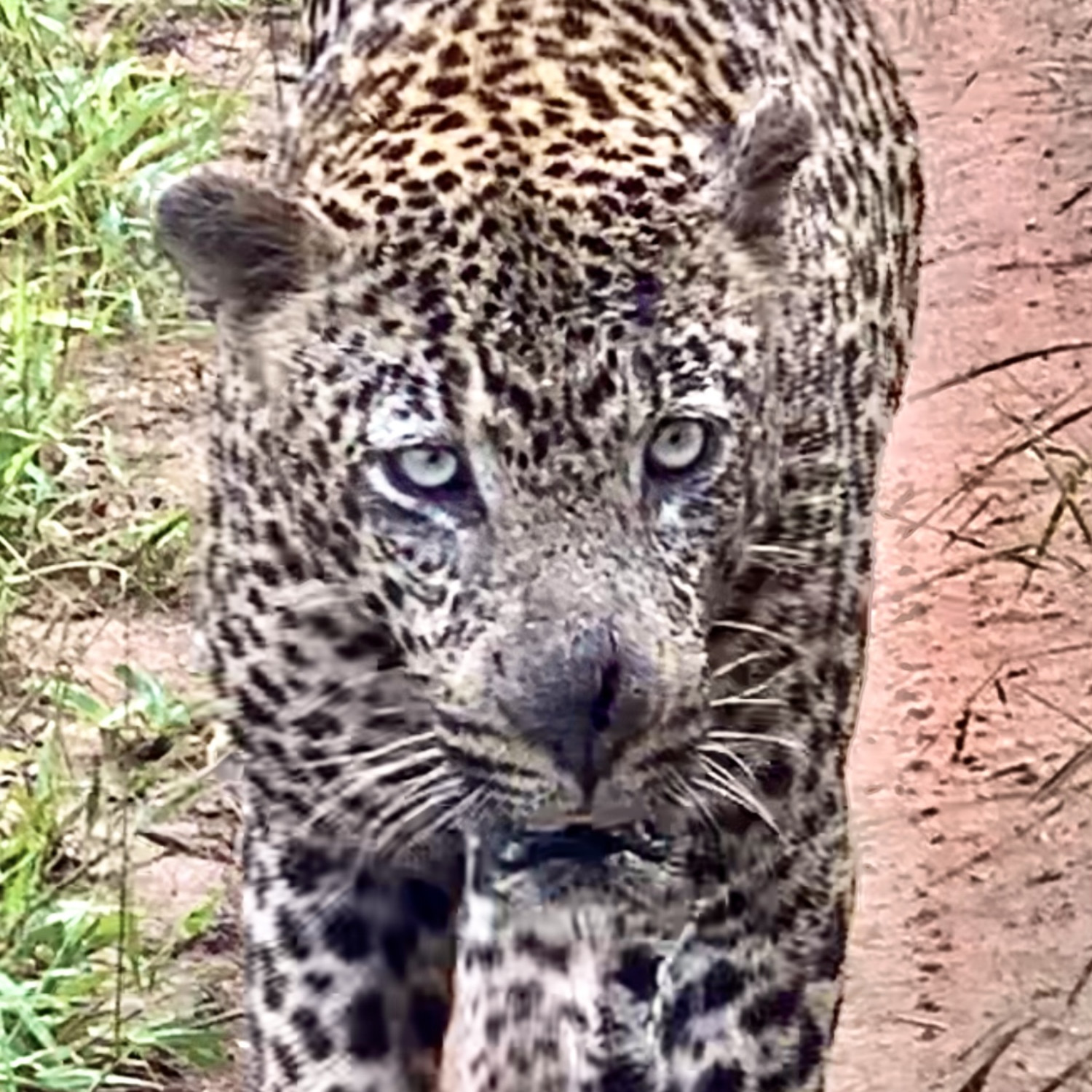 cheetah in a safari