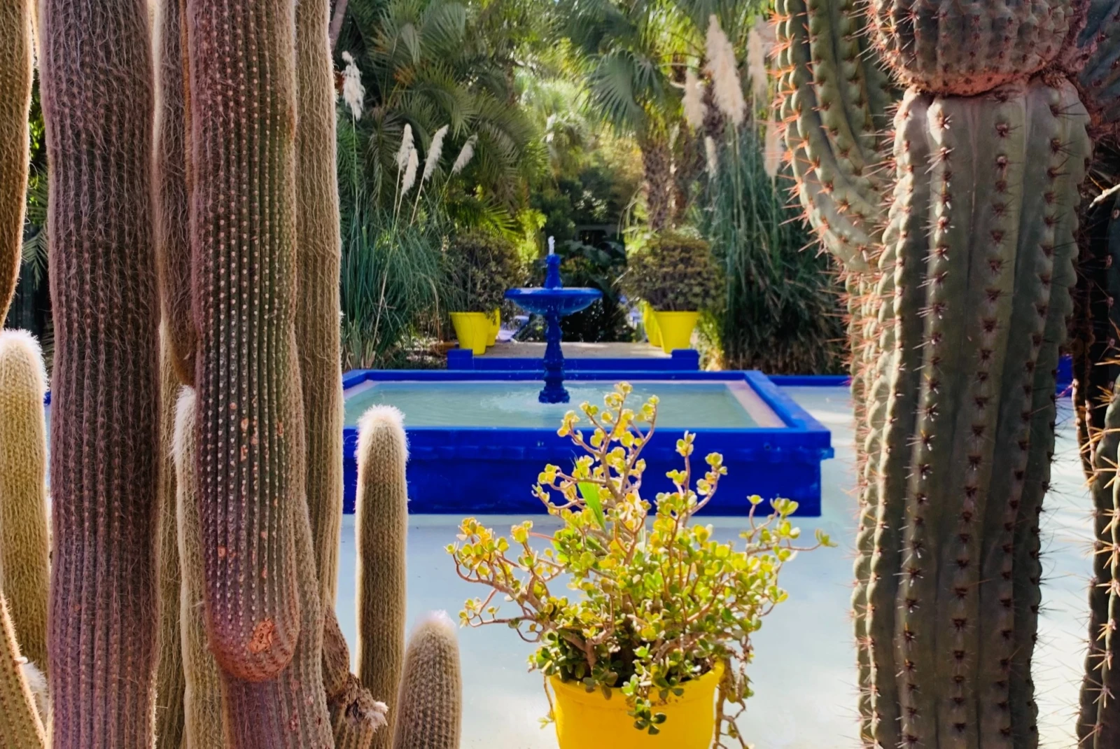 blue fountain surrounded by green plants and cacti