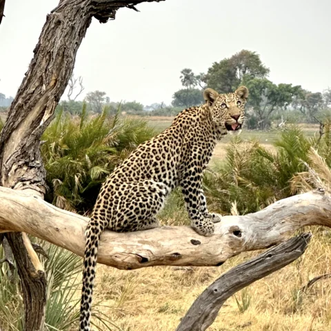 View of Safari