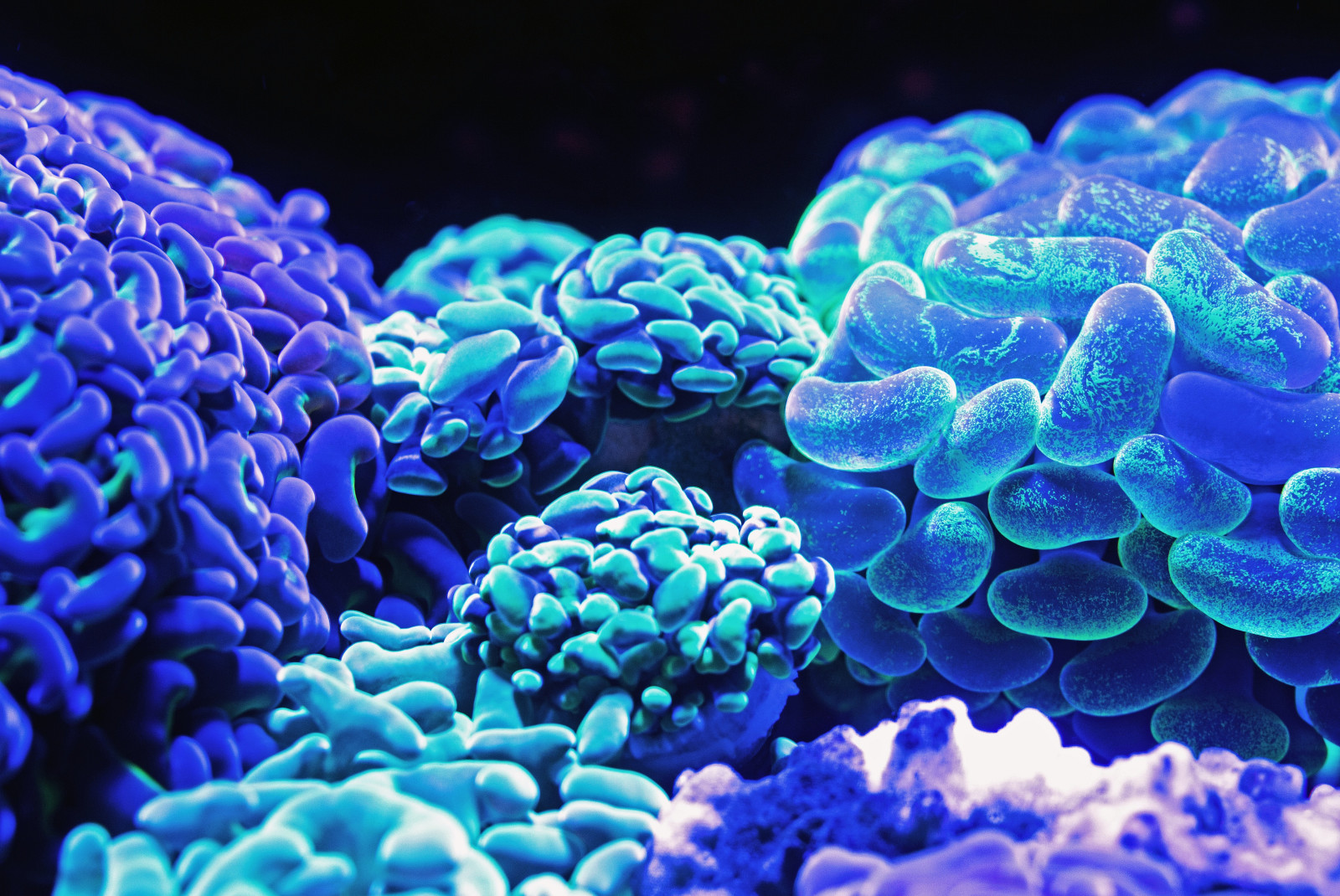 Bioluminescent coral reefs