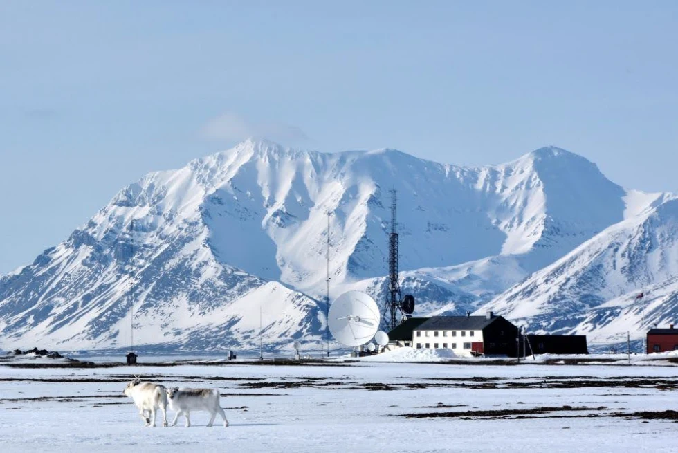 Two dogs walking on the snow next to a hotel with snow-capped mountains in the background