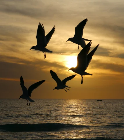 birds at sunset