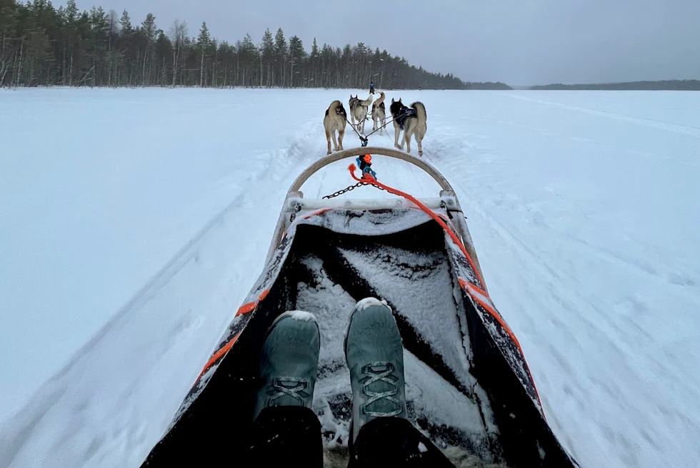 Dog Sledding in Lapland offers a real taste of the wilderness and excitement.