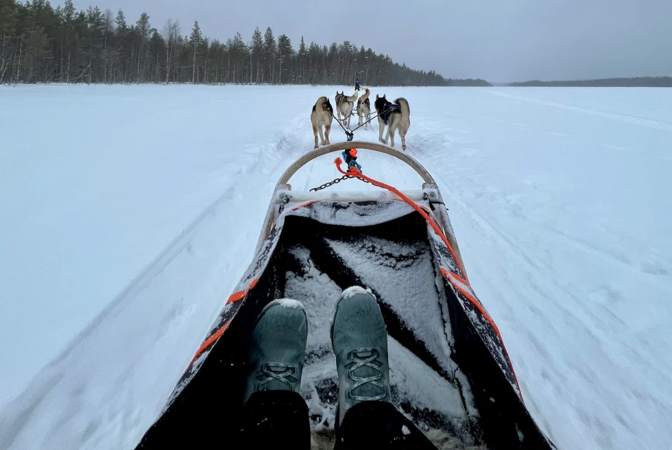 Dog Sledding in Lapland offers a real taste of the wilderness and excitement.