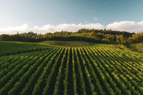 vineyard during daytime
