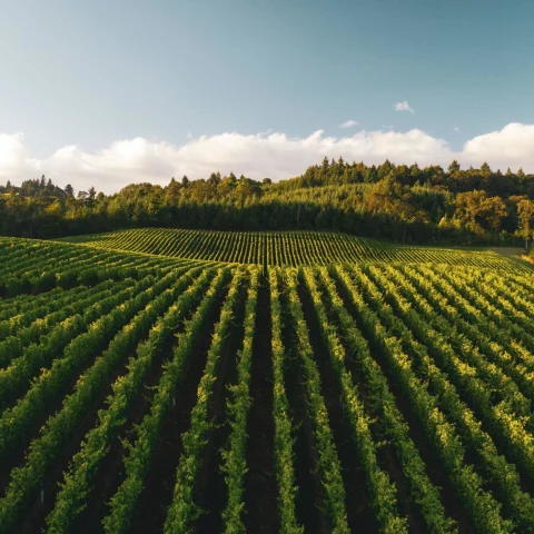 vineyard during daytime