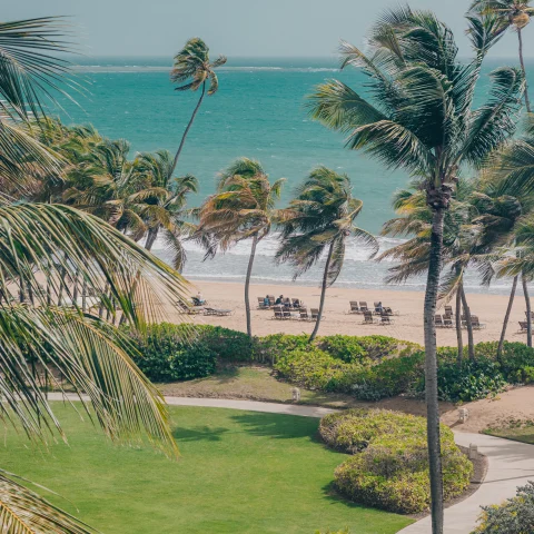 palm trees next to beach and grass during daytime