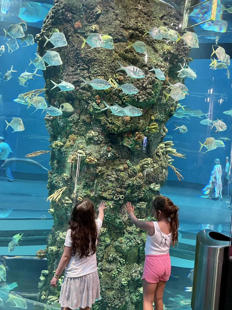Two kids standing Infront of a big aquarium with light blue fishes. 