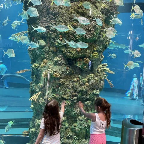 Two kids standing Infront of a big aquarium with light blue fishes. 